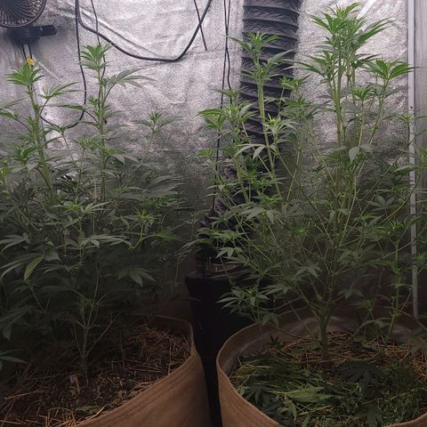 Fx3. Fsts x solfire cup growlog timeline photo