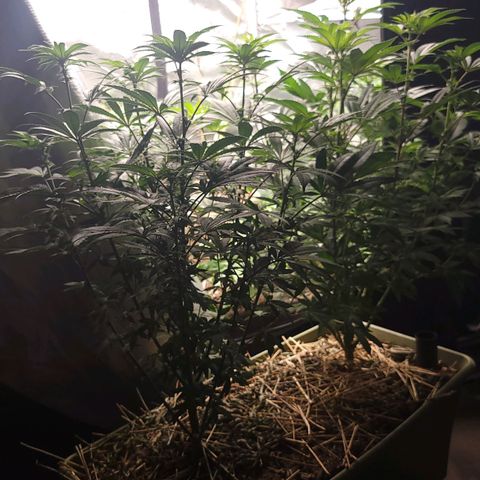 Fx3. Fsts x solfire cup growlog timeline photo