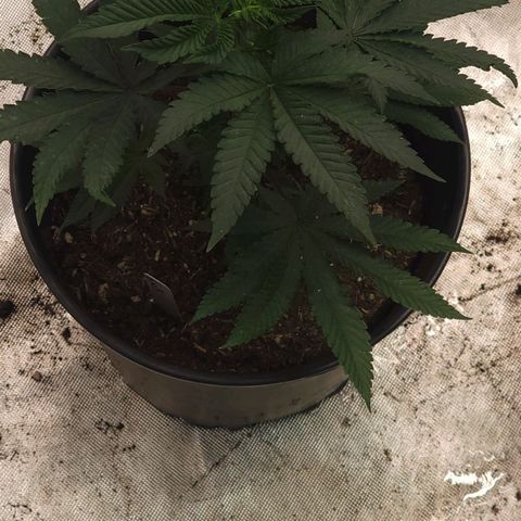 Fx3 growlog timeline photo