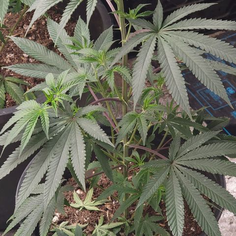 Fx3 growlog timeline photo