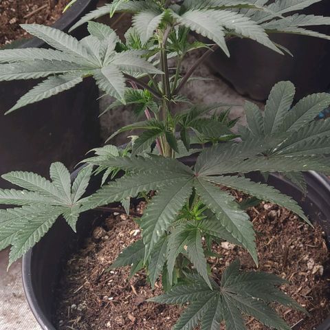 Fx3 growlog timeline photo