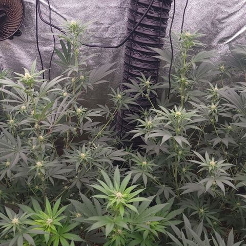 Fx3. Fsts x solfire cup growlog timeline photo