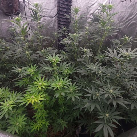 Fx3. Fsts x solfire cup growlog timeline photo