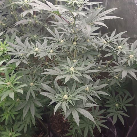 Fx3. Fsts x solfire cup growlog timeline photo