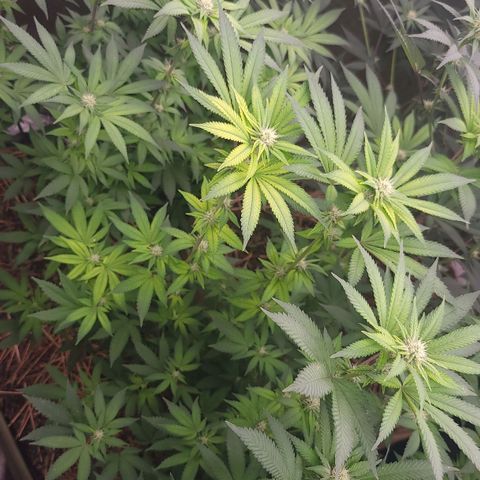 Fx3. Fsts x solfire cup growlog timeline photo