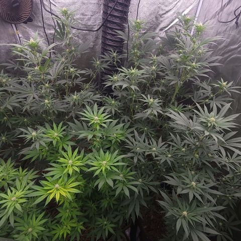 Fx3. Fsts x solfire cup growlog timeline photo