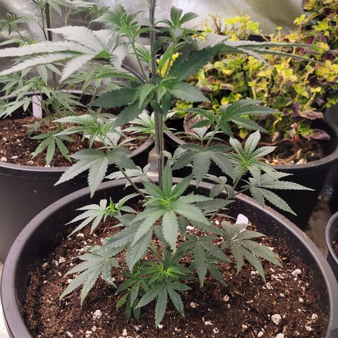 Fx3 growlog timeline photo