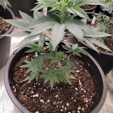 Fx3 growlog timeline photo