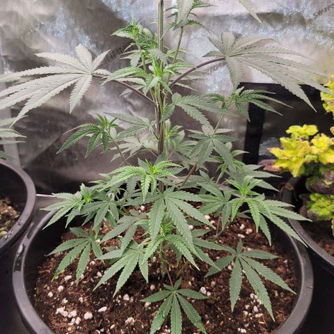 Fx3 growlog timeline photo