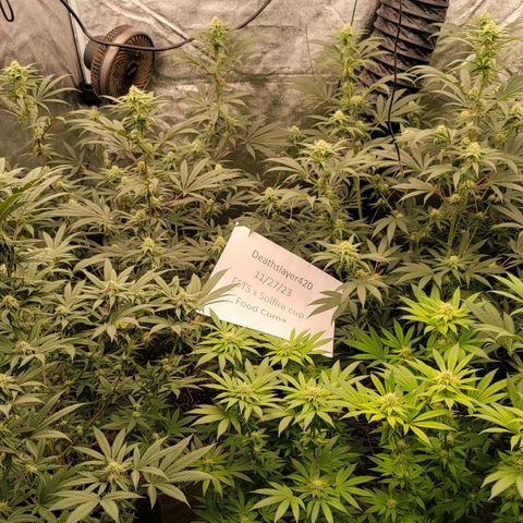Fx3. Fsts x solfire cup growlog timeline photo