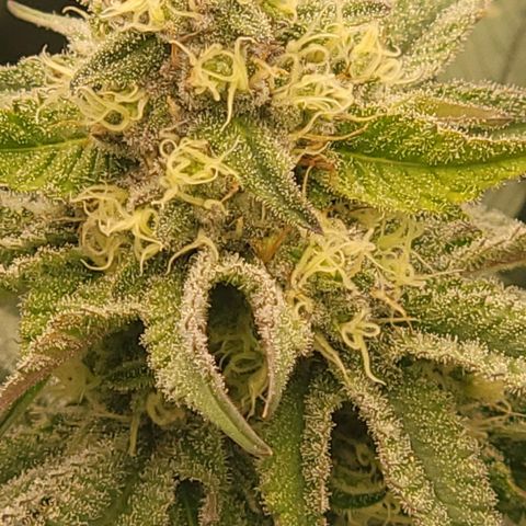 Fx3. Fsts x solfire cup growlog timeline photo