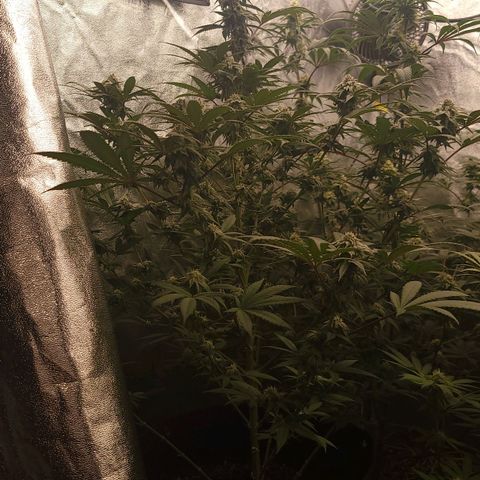 Fx3. Fsts x solfire cup growlog timeline photo