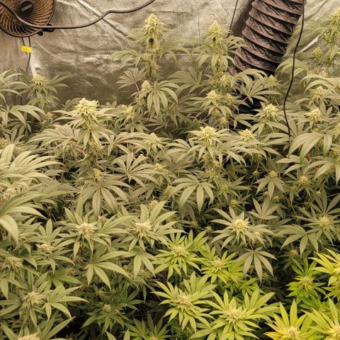 Fx3. Fsts x solfire cup growlog timeline photo