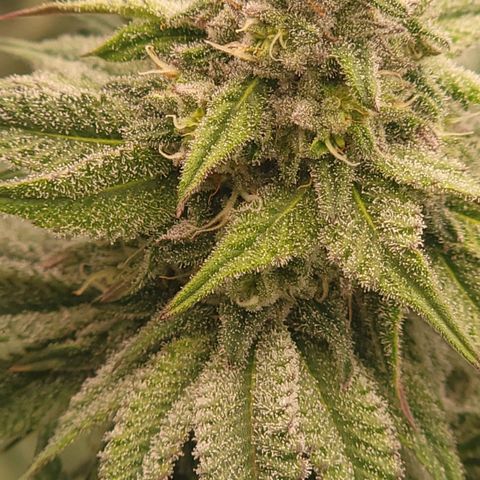 Fx3. Fsts x solfire cup growlog timeline photo