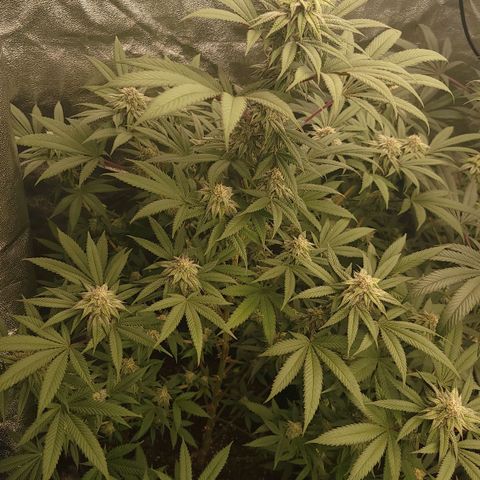 Fx3. Fsts x solfire cup growlog timeline photo