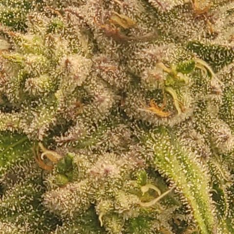 Fx3. Fsts x solfire cup growlog timeline photo