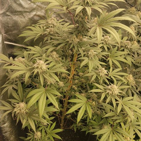 Fx3. Fsts x solfire cup growlog timeline photo