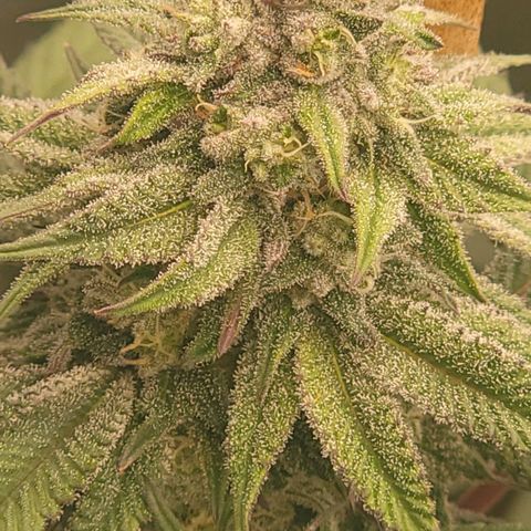 Fx3. Fsts x solfire cup growlog timeline photo