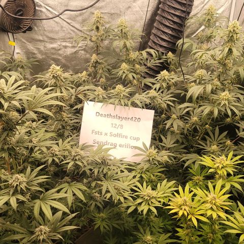 Fx3. Fsts x solfire cup growlog timeline photo