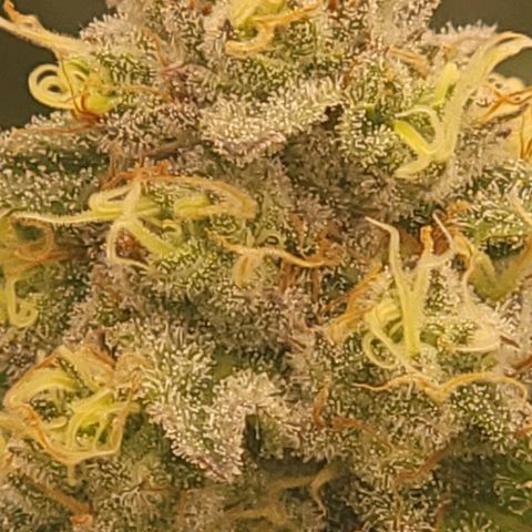 Fx3. Fsts x solfire cup growlog timeline photo