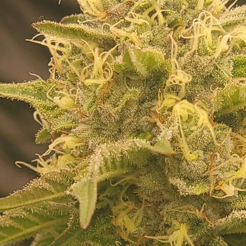 Fx3. Fsts x solfire cup growlog timeline photo