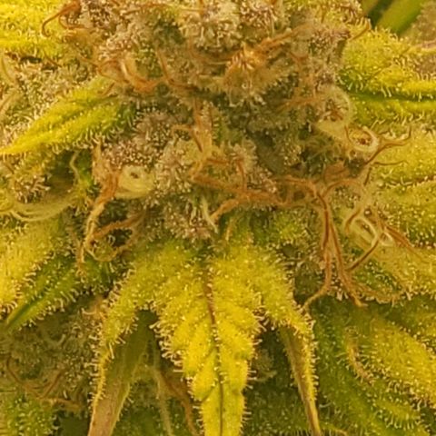 Fx3. Fsts x solfire cup growlog timeline photo