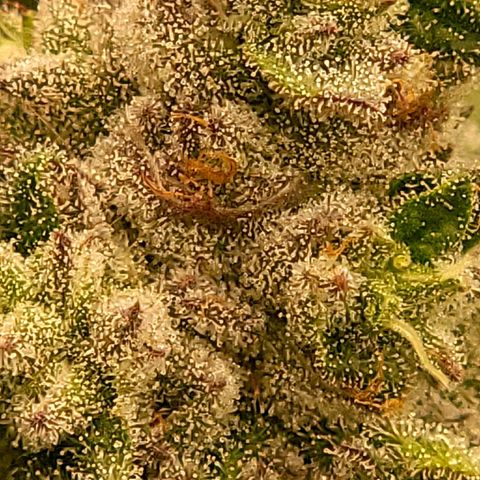 Fx3. Fsts x solfire cup growlog timeline photo