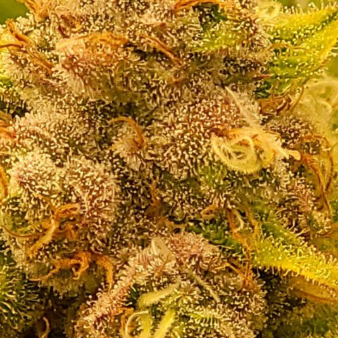Fx3. Fsts x solfire cup growlog timeline photo