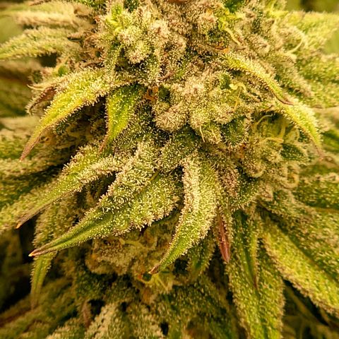 Fx3. Fsts x solfire cup growlog timeline photo