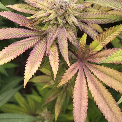 Fx3. Fsts x solfire cup growlog timeline photo