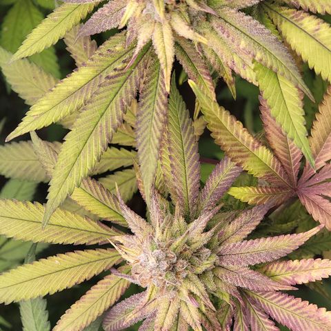 Fx3. Fsts x solfire cup growlog timeline photo
