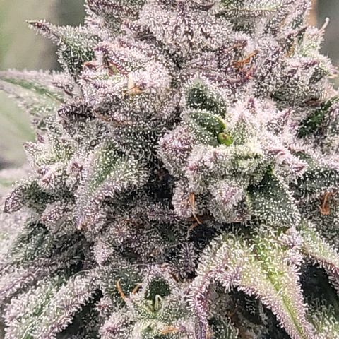 Fx3. Fsts x solfire cup growlog timeline photo
