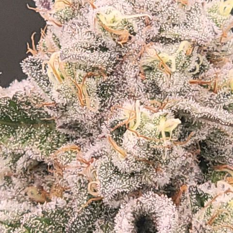 Fx3. Fsts x solfire cup growlog timeline photo
