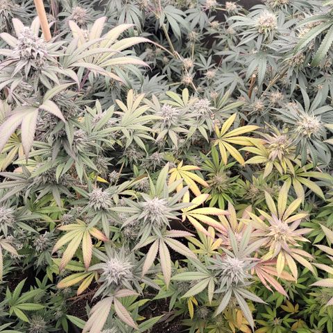 Fx3. Fsts x solfire cup growlog timeline photo