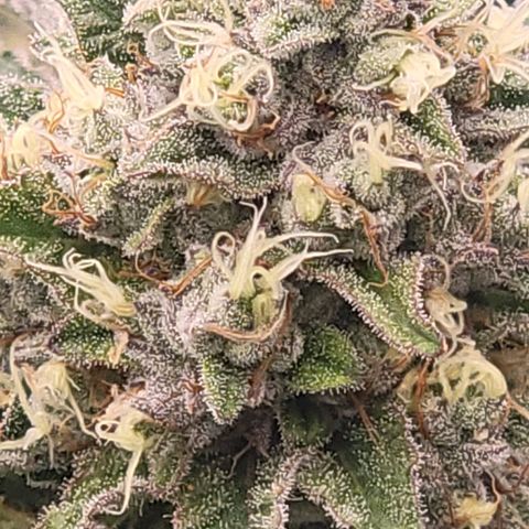 Fx3. Fsts x solfire cup growlog timeline photo