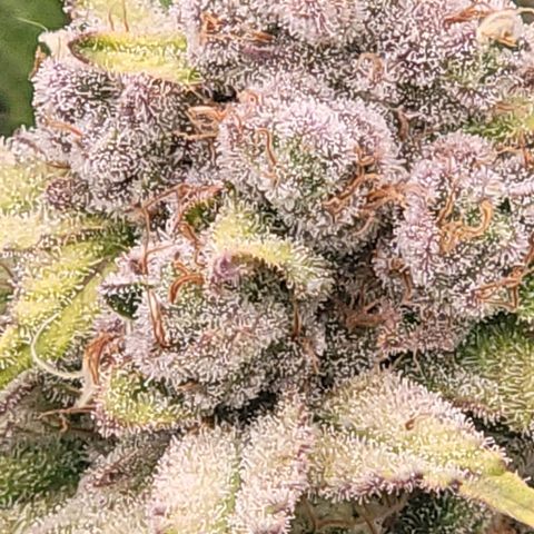 Fx3. Fsts x solfire cup growlog timeline photo