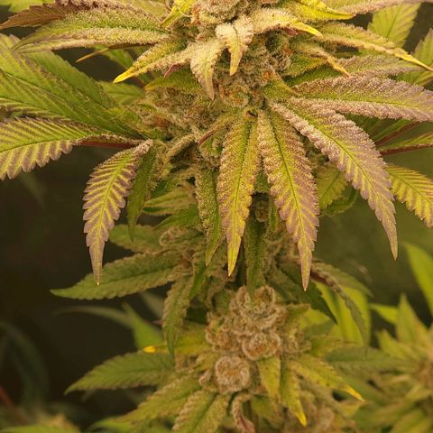 Fx3. Fsts x solfire cup growlog timeline photo