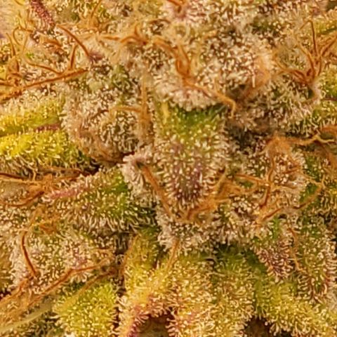Fx3. Fsts x solfire cup growlog timeline photo