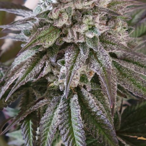 Fx3. Fsts x solfire cup growlog timeline photo