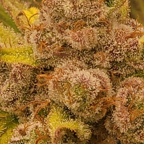 Fx3. Fsts x solfire cup growlog timeline photo