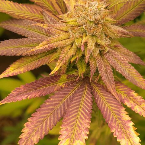Fx3. Fsts x solfire cup growlog timeline photo