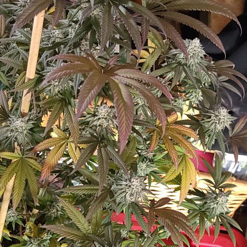 Fx3. Fsts x solfire cup growlog timeline photo