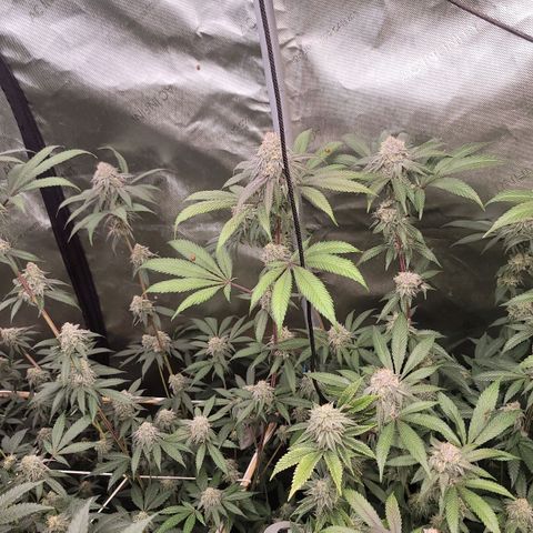 Fx3 growlog timeline photo
