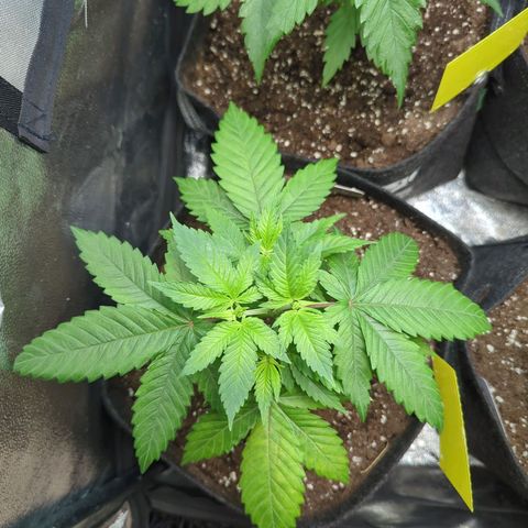Lemon OG #1 growlog timeline photo