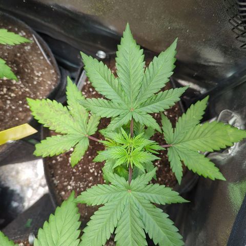 Lemon OG #2 growlog timeline photo