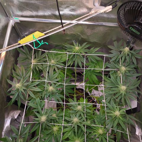 Blauer hengst growlog timeline photo