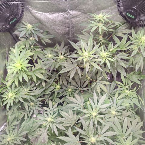 Lemon OG #1 growlog timeline photo