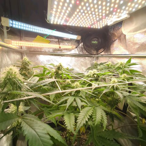 Blauer hengst growlog timeline photo