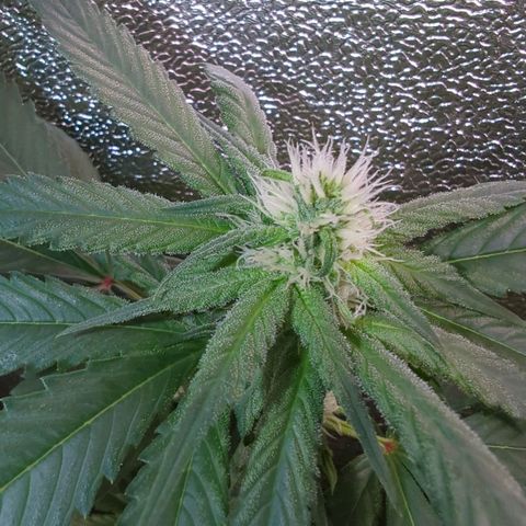 Lemon OG #1 growlog timeline photo