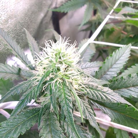 Blauer hengst growlog timeline photo